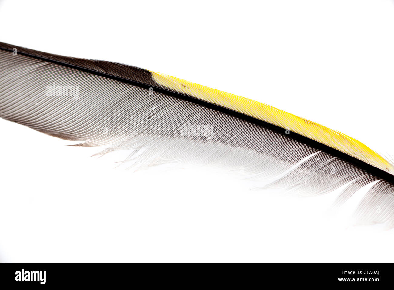 Black feathers white stripe hires stock photography and images Alamy