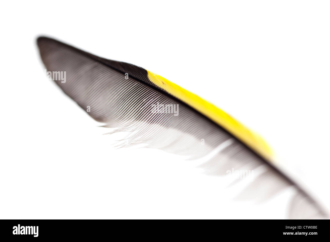 Black feathers white stripe hires stock photography and images Alamy