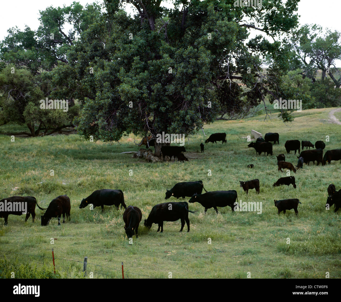 ANGUS COW/CALF HERD / KANSAS Stock Photo - Alamy