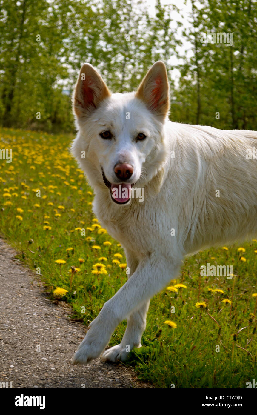 German Shepard/ Husky dog. Stock Photo