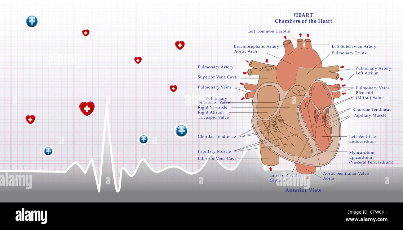 Normal ecg hi-res stock photography and images - Alamy