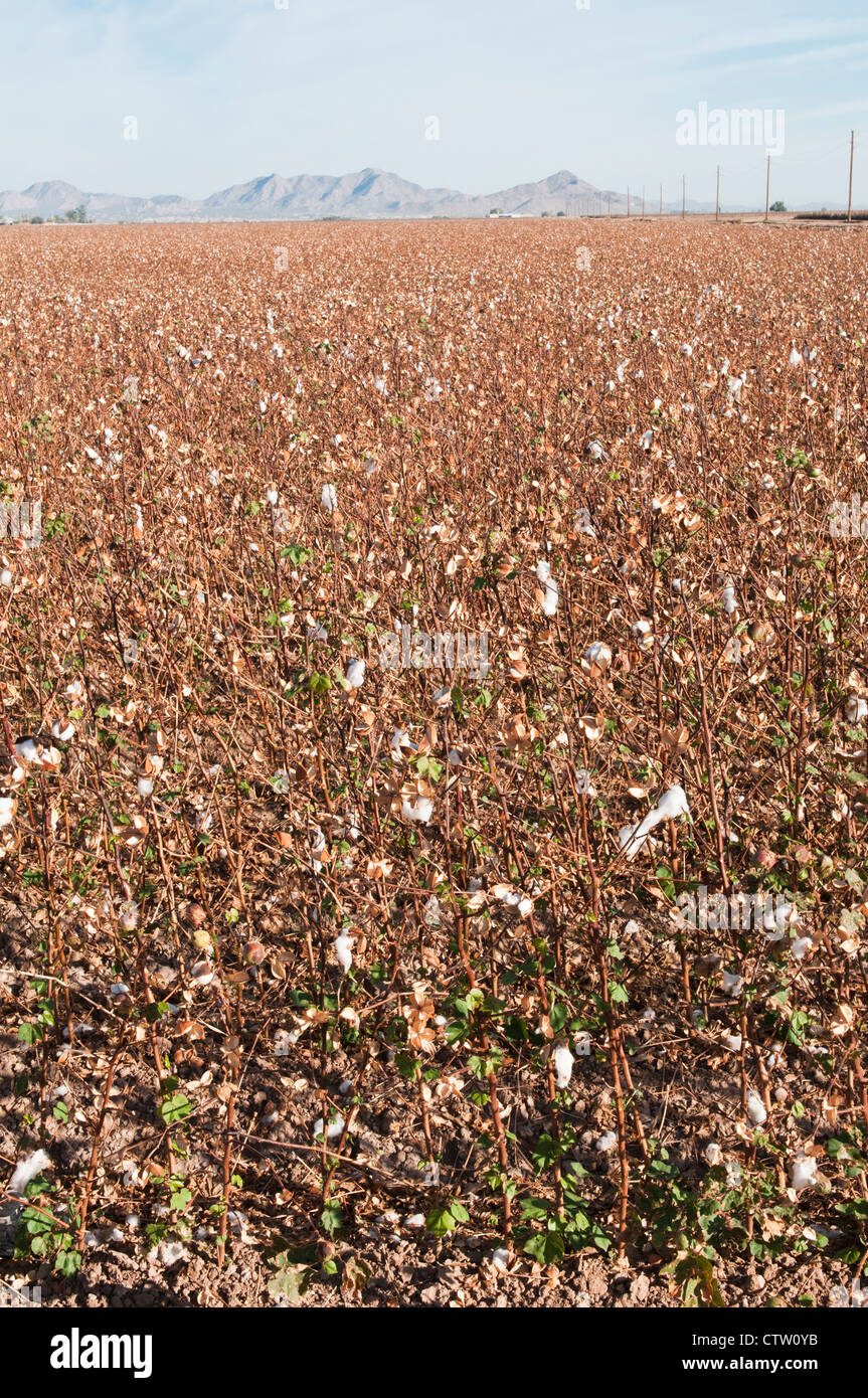 A harvested cotton field in Arizona. Mountains are shown in the background. Stock Photo