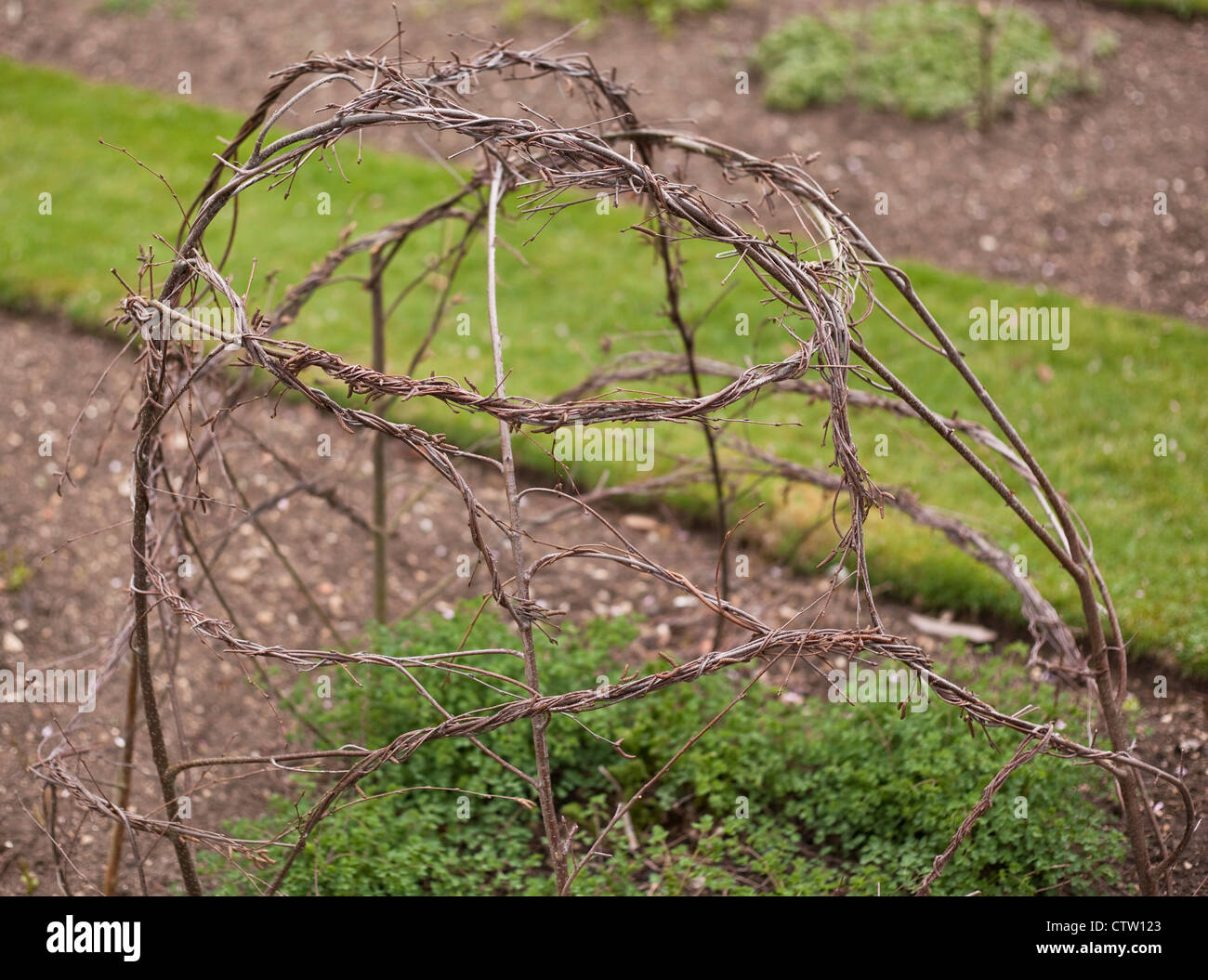 Handmade, twisted Hazel twig cloche (Corylus) provides natural plant