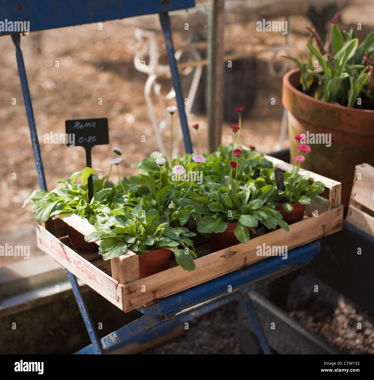 Bellis plants in wooden crate on vintage, bluepainted, folding garden