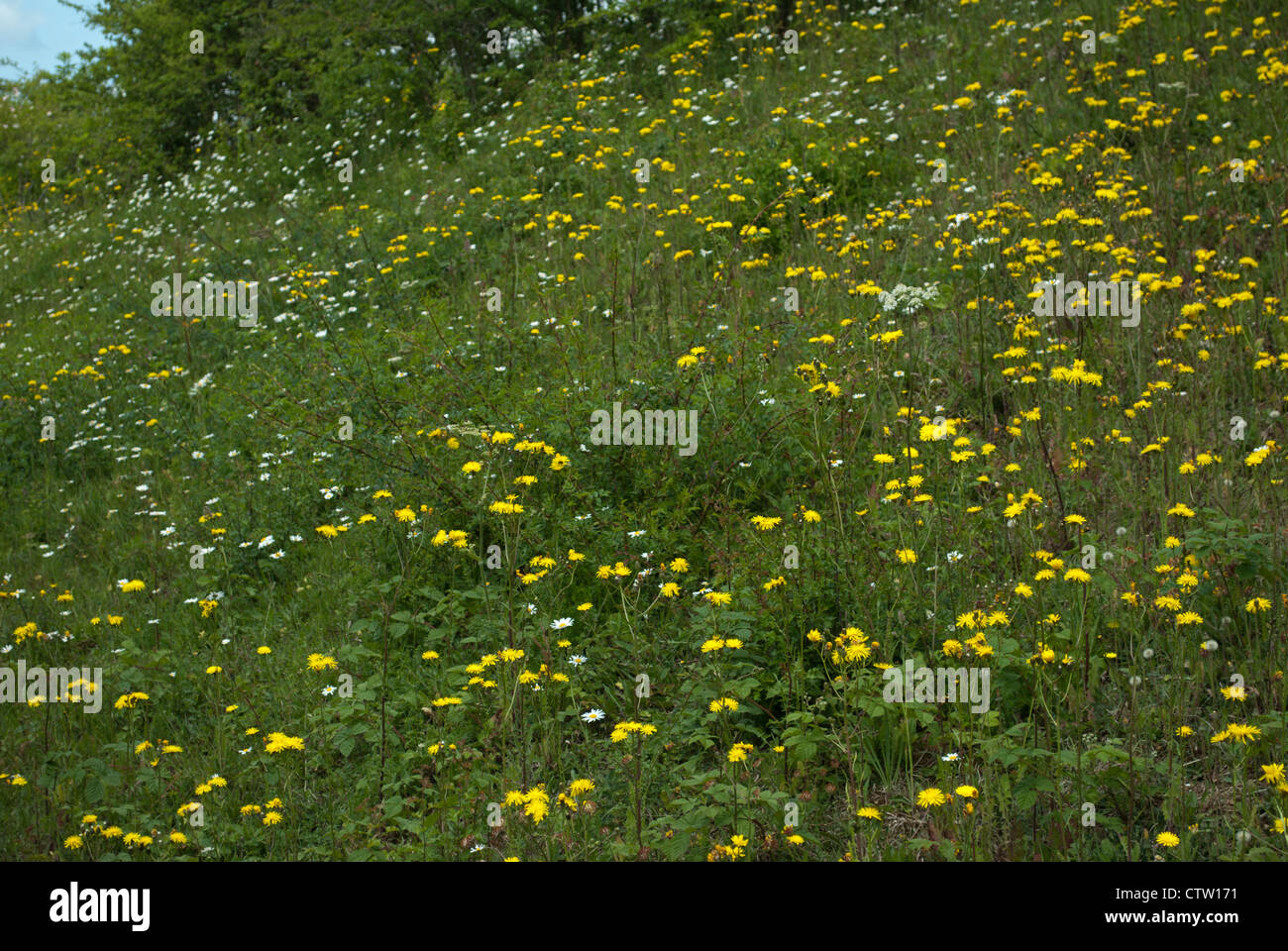 Flowers on grass verges hi-res stock photography and images - Alamy