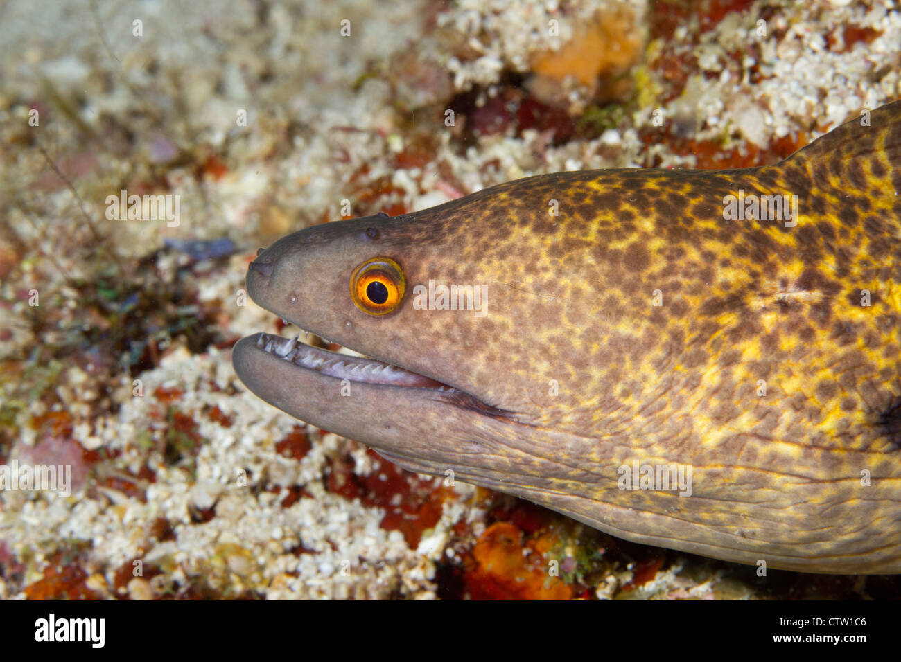 Yellow-margined Moray Eel (Gymnothorax flavimarginatus) Mabul, Borneo ...