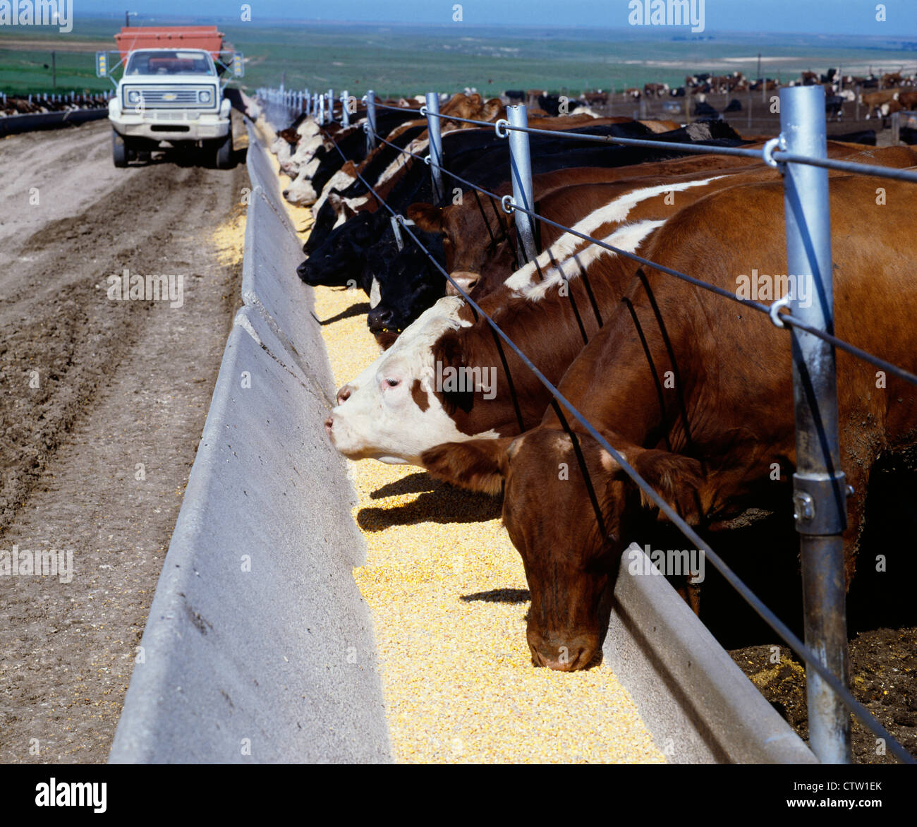 UNLOADING SHELLED WHOLE CORN RATION IN BEEF FEEDLOT Stock Photo Alamy