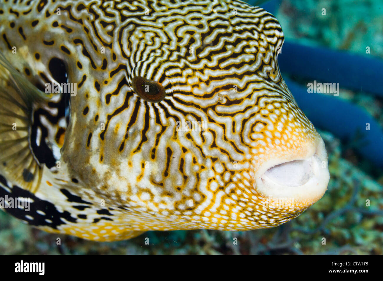 Puffer fish - Arothron mappa, Borneo, Malaysia Stock Photo