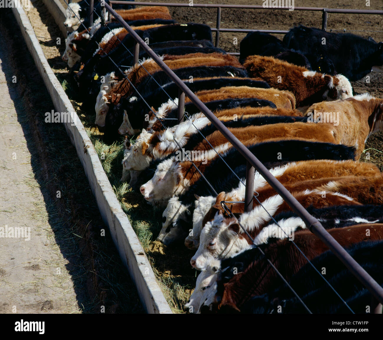 300350 LB STEER CALVES EATING MIXED FEED ON TOP OF HAY / TEXAS Stock