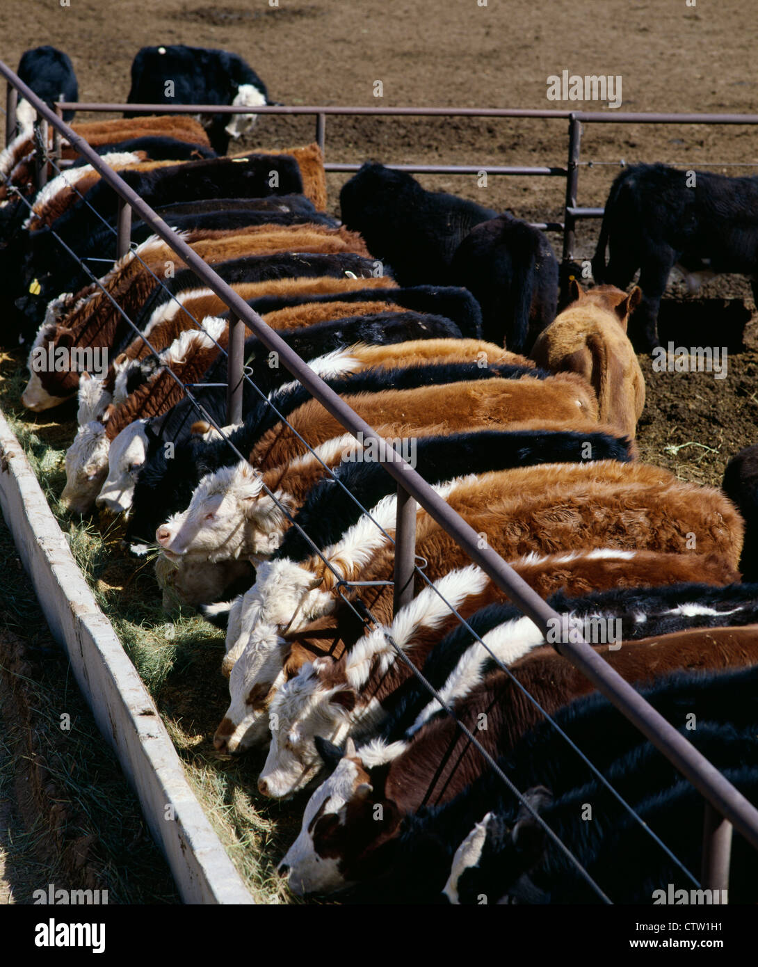 300350 LB STEER CALVES EATING MIXED FEED ON TOP OF HAY / TEXAS Stock