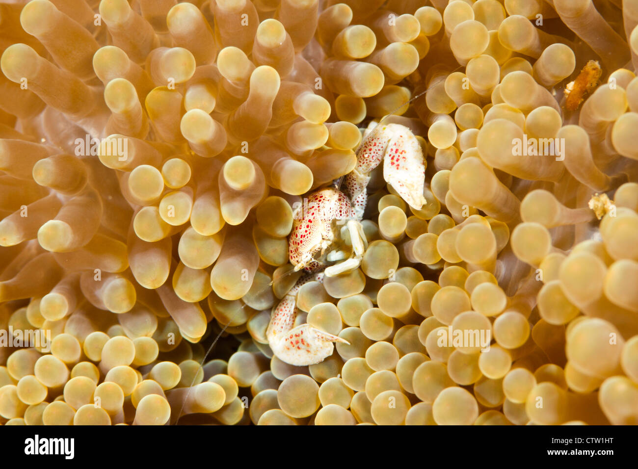 Porcelain crab - Neopetrolisthes maculatus on anemone, Borneo, Malaysia Stock Photo