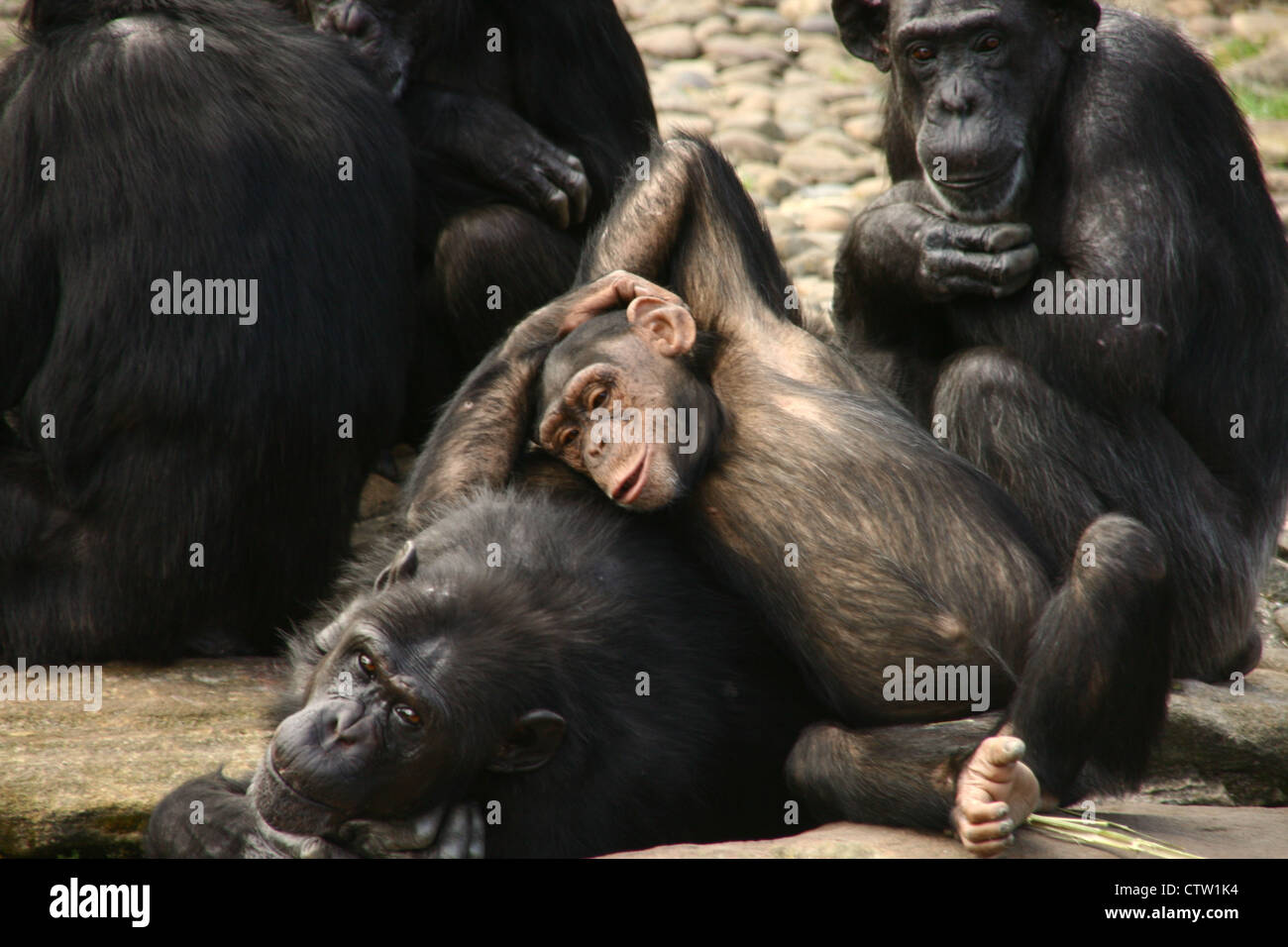 Group of chimpanzees sitting together Stock Photo