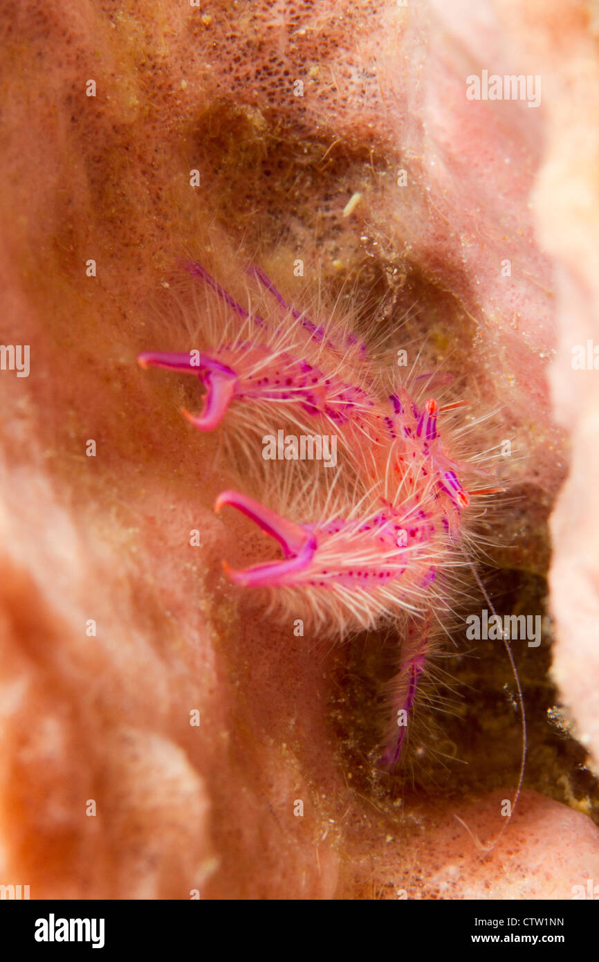 Hairy Squat Lobster on sponge, Borneo, Malaysia Stock Photo - Alamy