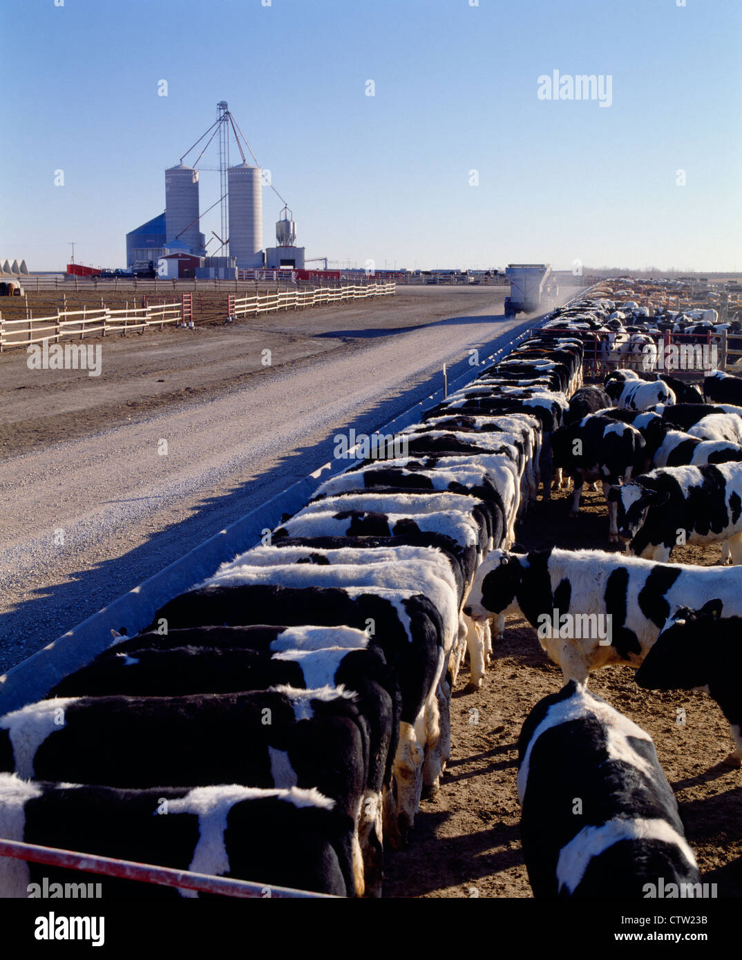 FEEDING 800 LB HOLSTEIN STEERS / KANSAS Stock Photo Alamy
