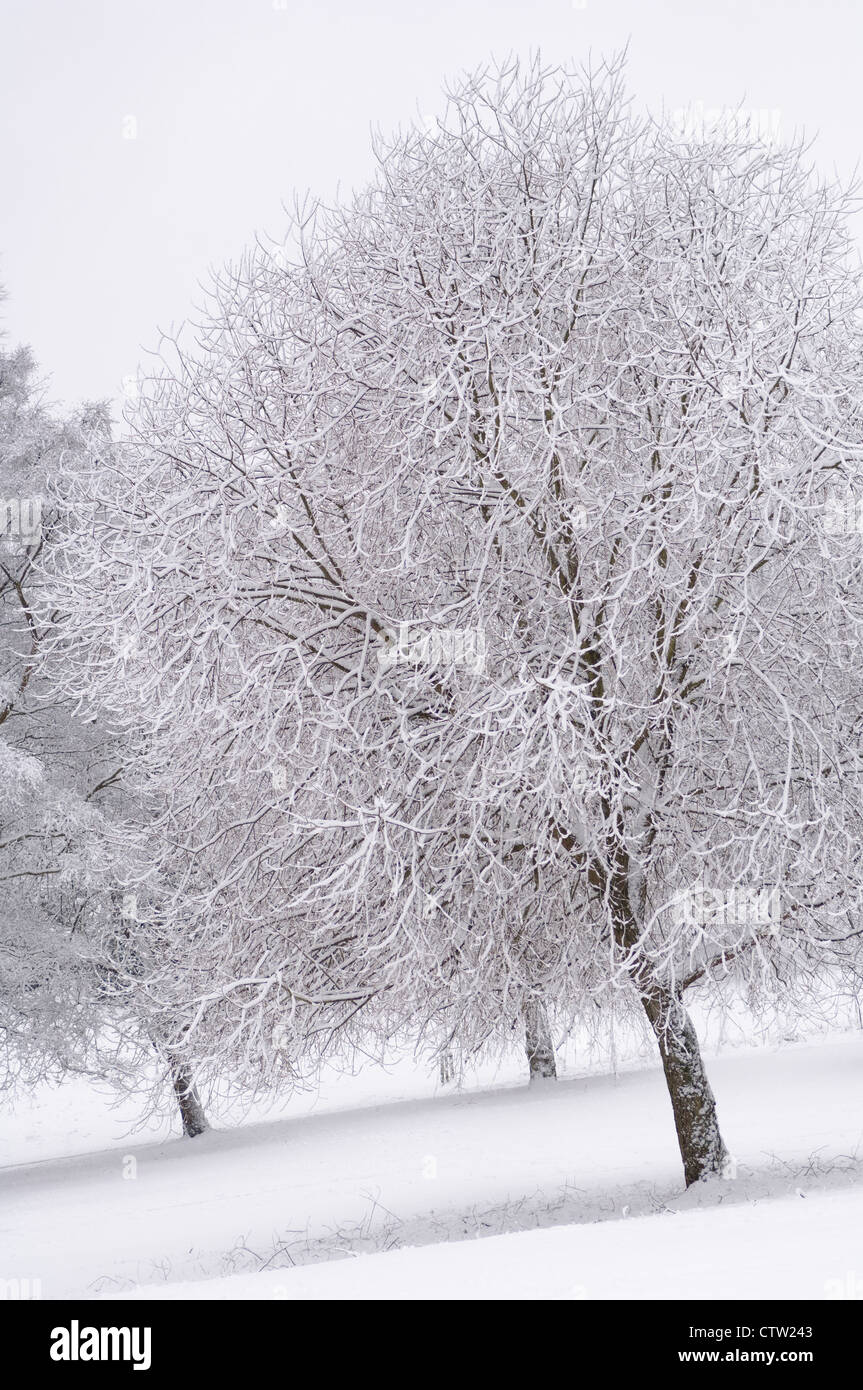 South lawn covered in snow hi-res stock photography and images - Alamy