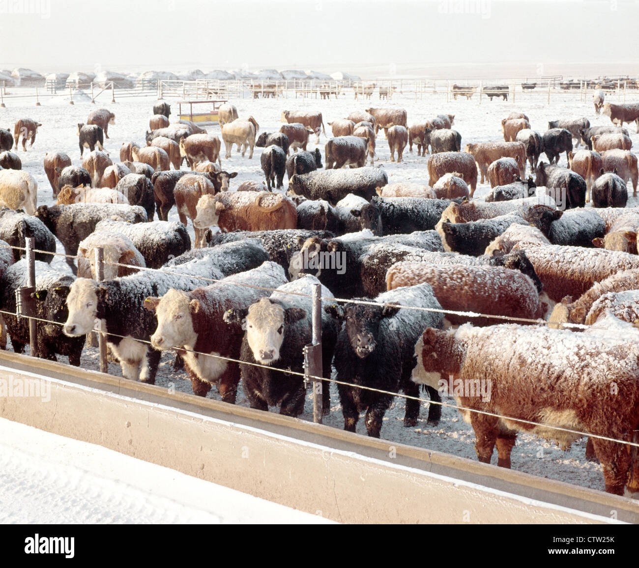 800 LB STEERS IN FEEDLOT / KANSAS Stock Photo Alamy