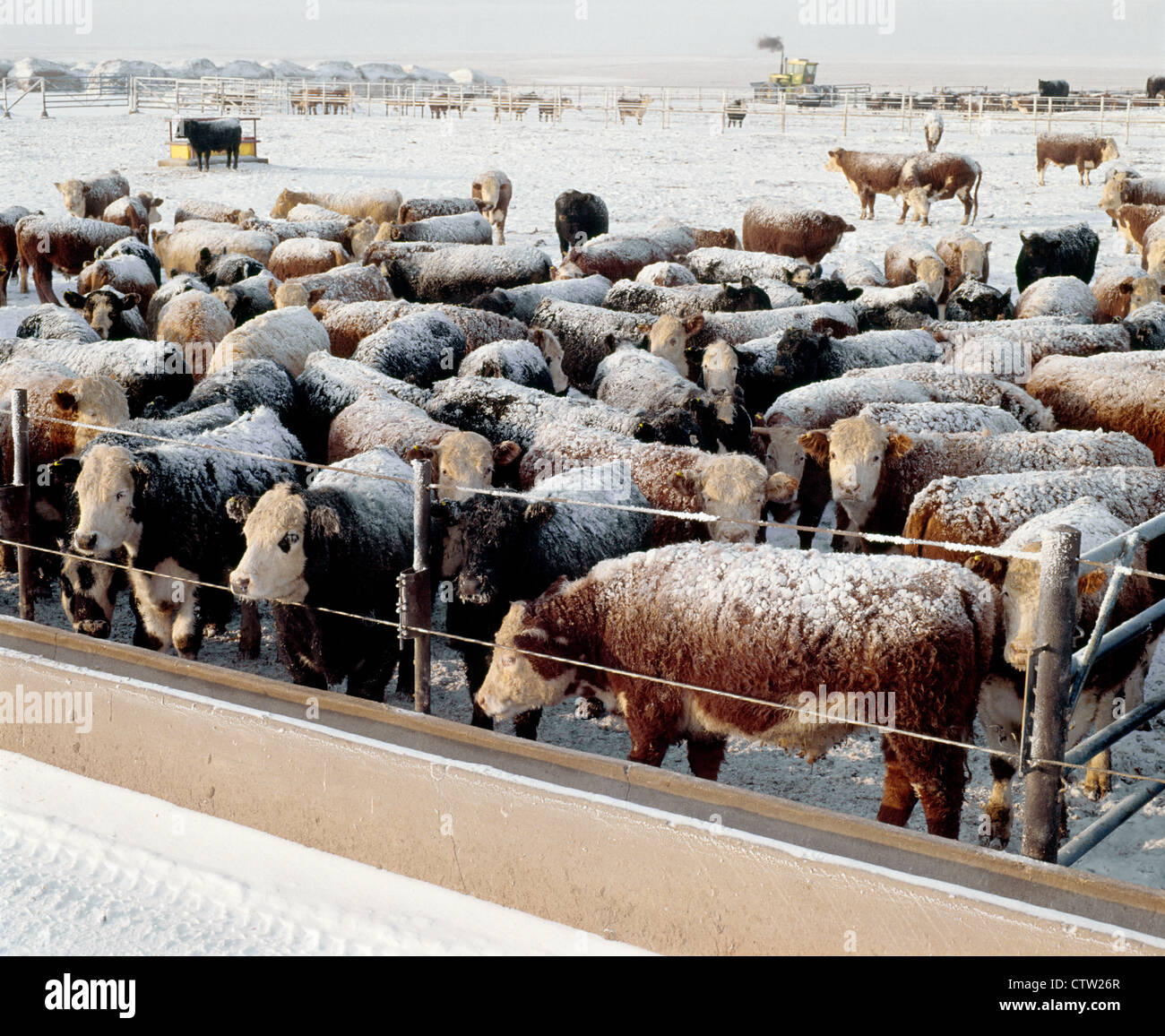 800 LB STEERS IN FEEDLOT / KANSAS Stock Photo Alamy
