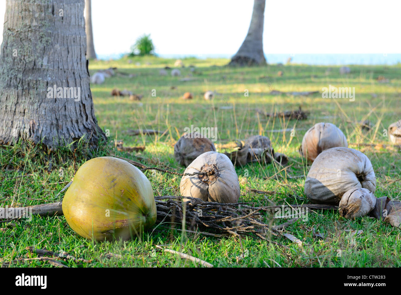 Falling coconuts is under the coconut tree and on the grass next to the beach Stock Photo