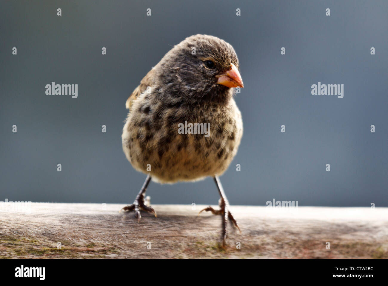 Female Small GroundFinch (Geospiza fuliginosa), Galapagos Islands