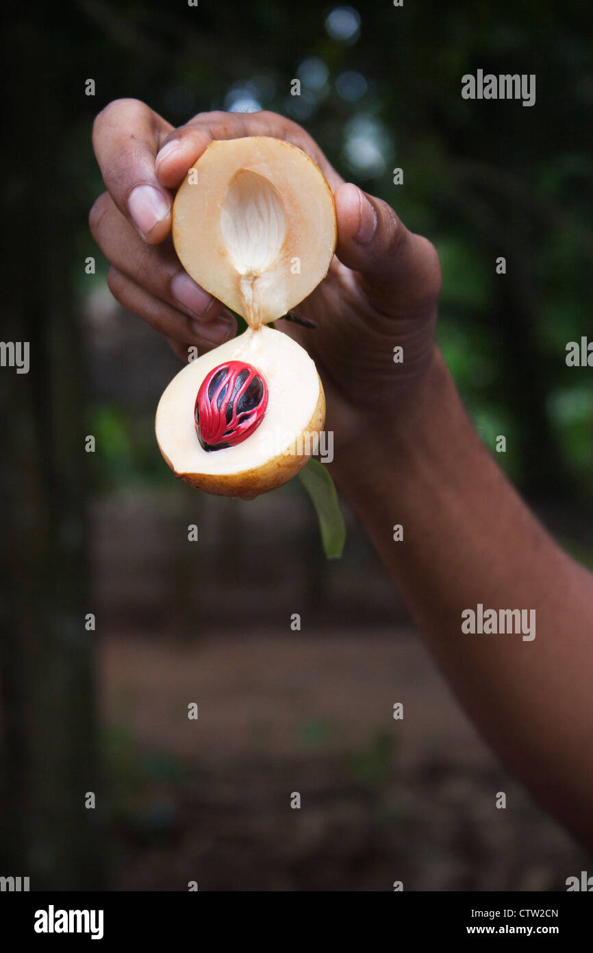 Nutmeg (Myristica fragrans) fruit cut open exposing nutmeg seed with