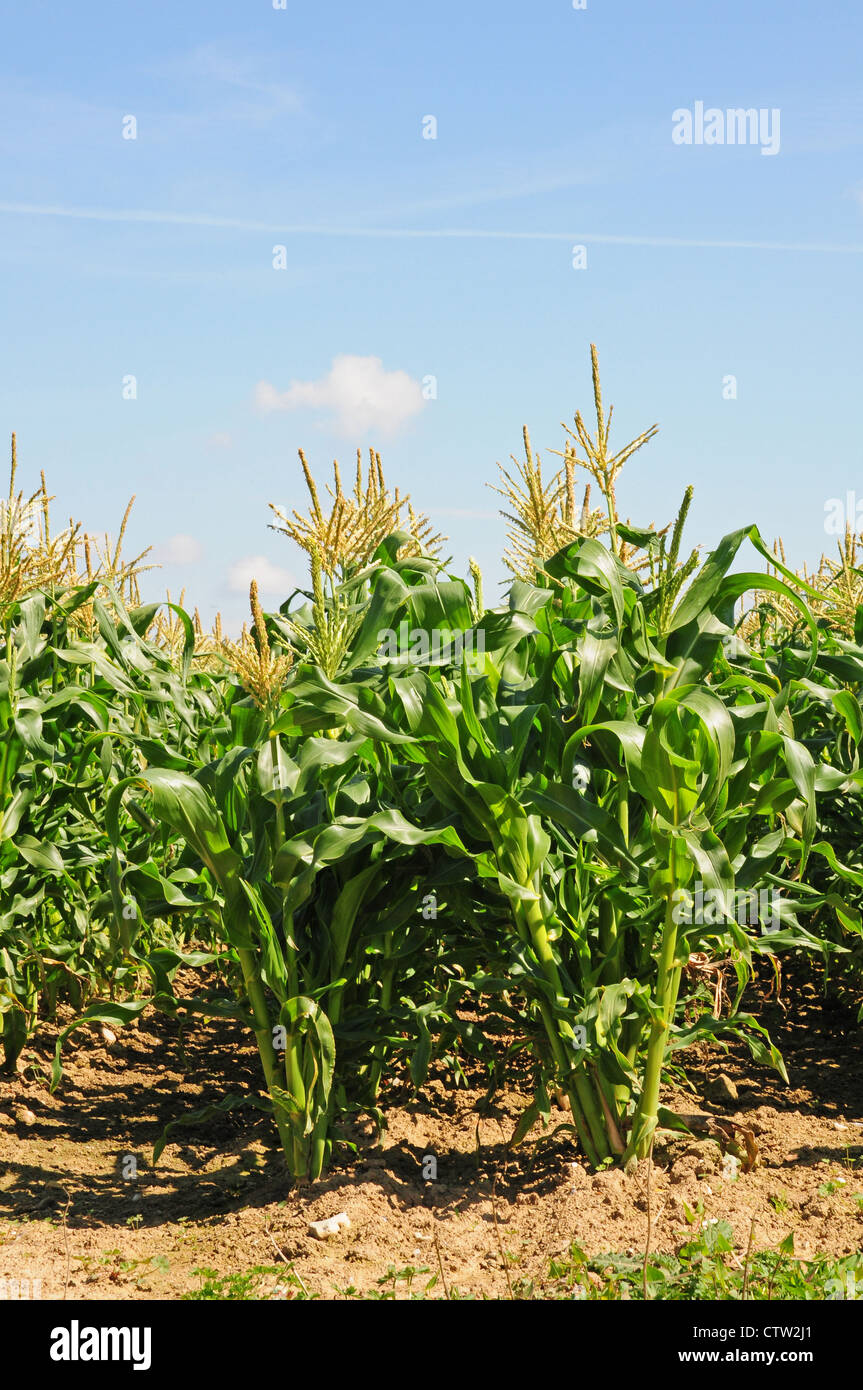 Growing Sweet corn Zea mays planted in double rows to aid fertilization. Stock Photo