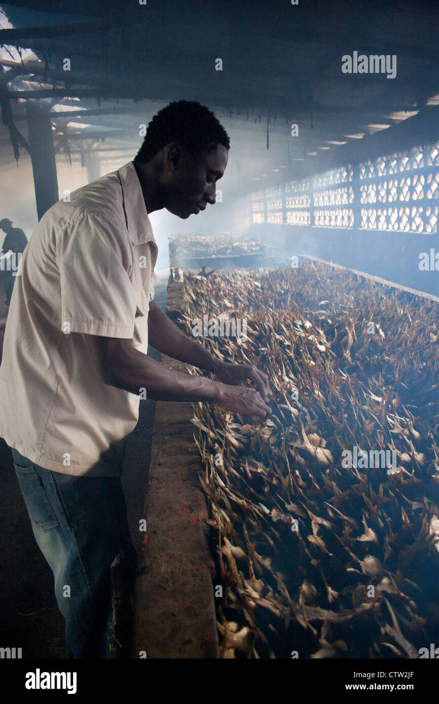 Man arranging fish in smokehouse, The Gambia, Africa. Stock Photo
