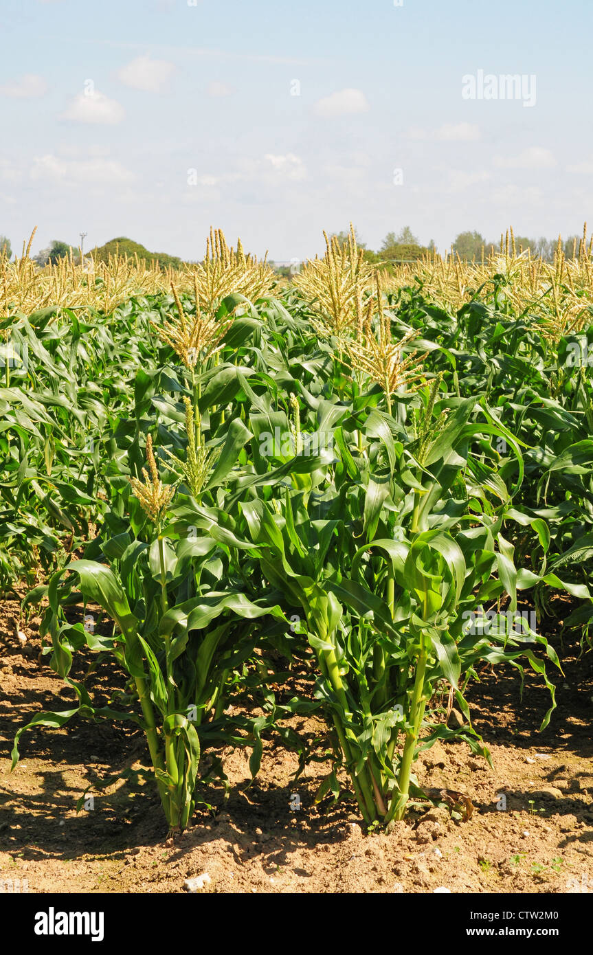 Growing Sweet Corn Zea mays planted in double rows to aid fertilization. Stock Photo