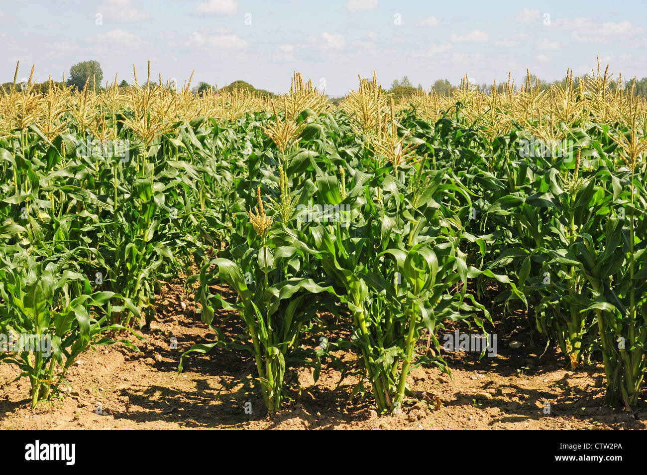 Growing Sweet corn Zea mays planted in double rows to aid fertilization. Stock Photo