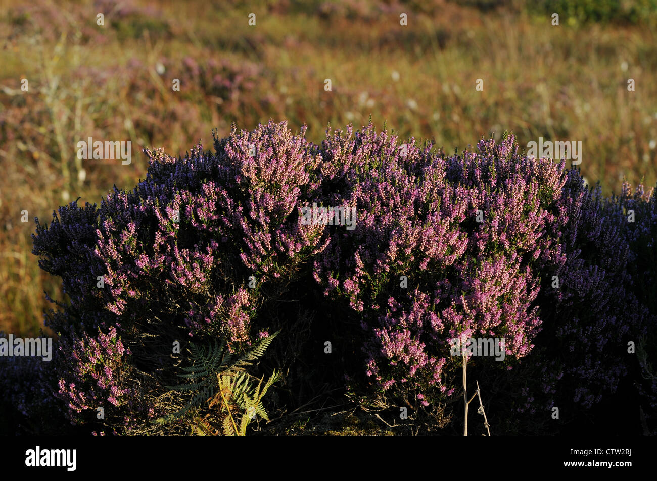 Purple Bell Heather, Erica cinerea, Ericaceae bell-shaped, purple flower, Emlagh Bog, Kells, Co.Meath, Ireland Stock Photo