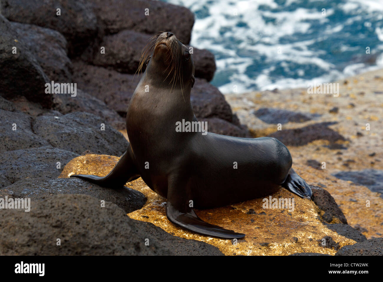 A juvenile Galapagos Sea Lion (Zalphus wollebacki) stands upon a boat landing with lava rocks and ocean in the background, Galapagos Islands National Park, North Seymour Island, Galapagos Ecuador. Stock Photo