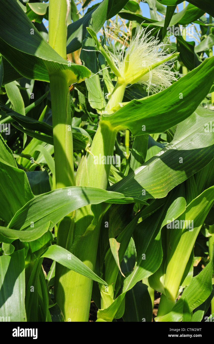 Developing unfertilized cob of sweet corn, Zea mays. Stock Photo