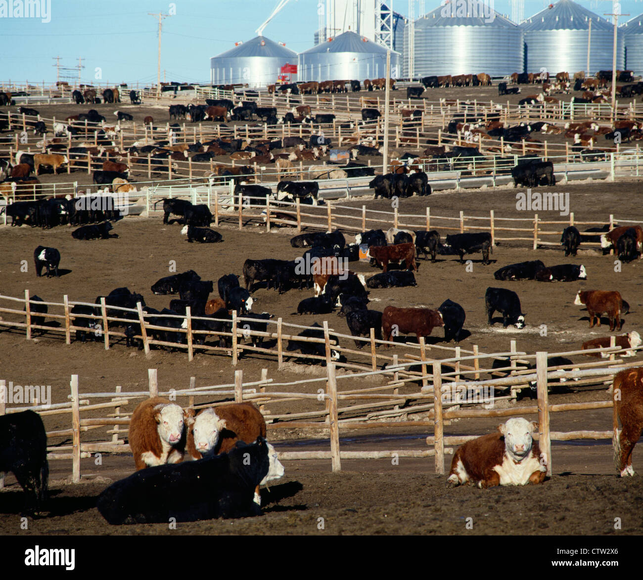 COMMERCIAL FEEDLOT WITH 900 - 1000 LB STEERS / KANSAS Stock Photo