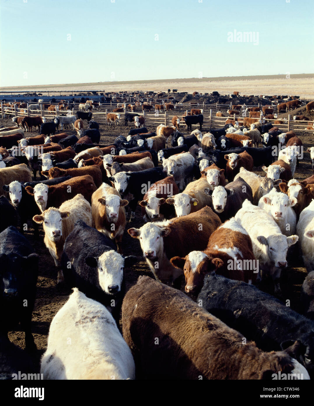 VARIOUS BREEDS OF STEERS IN FARMYARD, 9001000 LB. / KANSAS Stock Photo