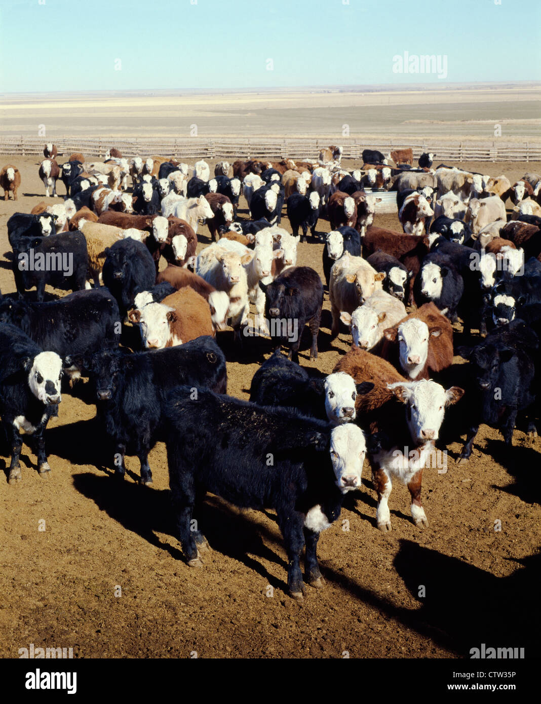 STEERS IN FEEDLOT / KANSAS Stock Photo Alamy