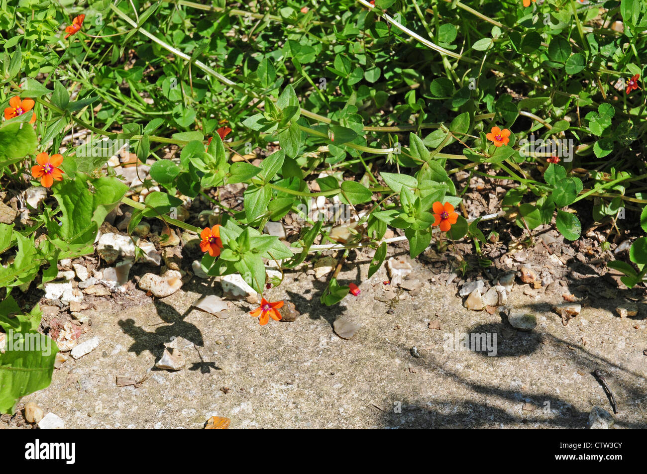 Scarlet Pimpernel Anagallis arvensis. Stock Photo
