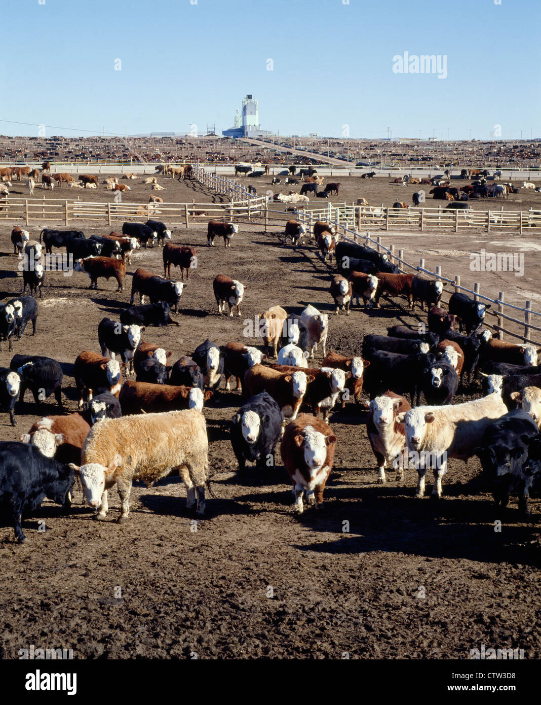 Commercial breeds hires stock photography and images Alamy