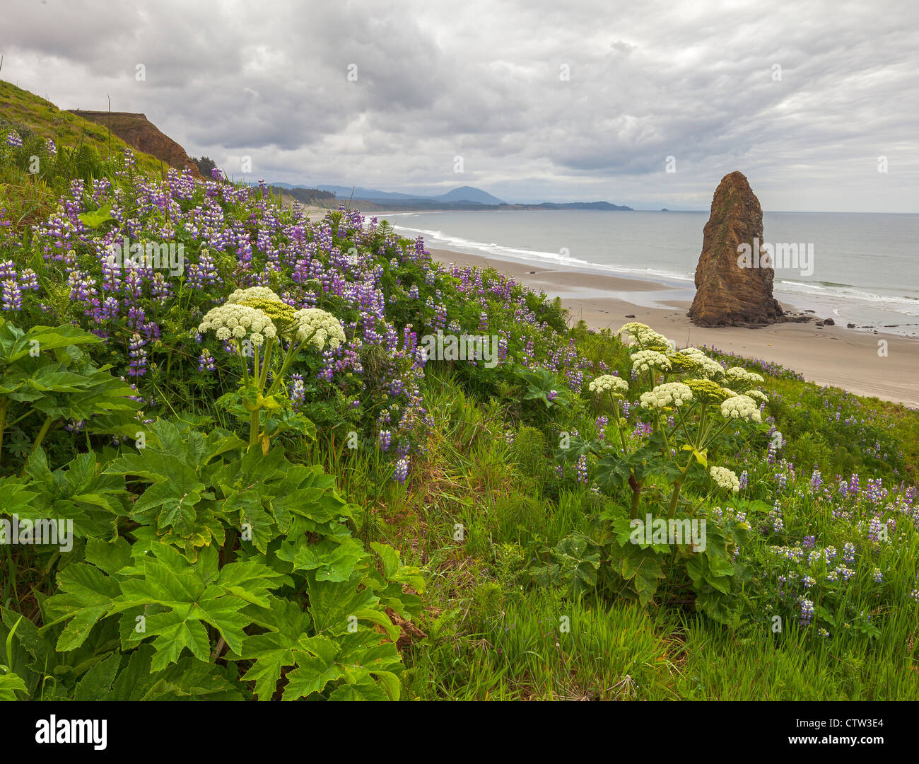Cape Blanco State Park, Oregon: Hillside of lupine and cow parsnip with single seastack on the beach under stormy skies Stock Photo