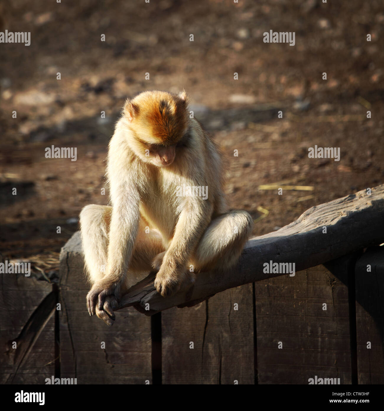 monkeys zoo very happy Stock Photo - Alamy