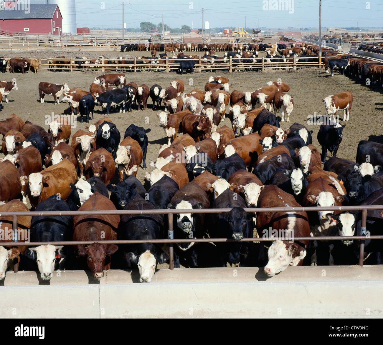 Cattle feedlot colorado hires stock photography and images Alamy