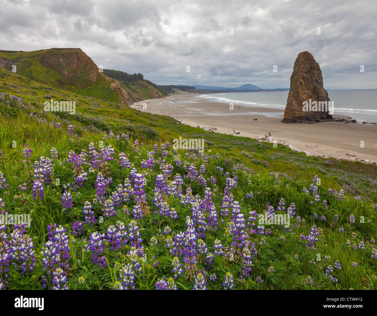 Cape Blanco State Park, Oregon: Hillside of lupine and single seastack on  the beach under stormy skies Stock Photo - Alamy