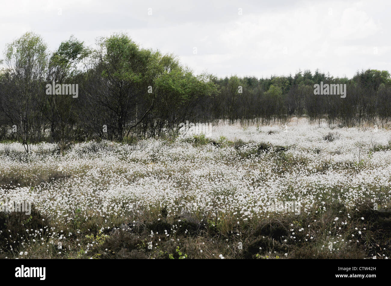 Bog cotton covers acres of Emlagh bog, Kells, County Meath, Ireland Stock Photo