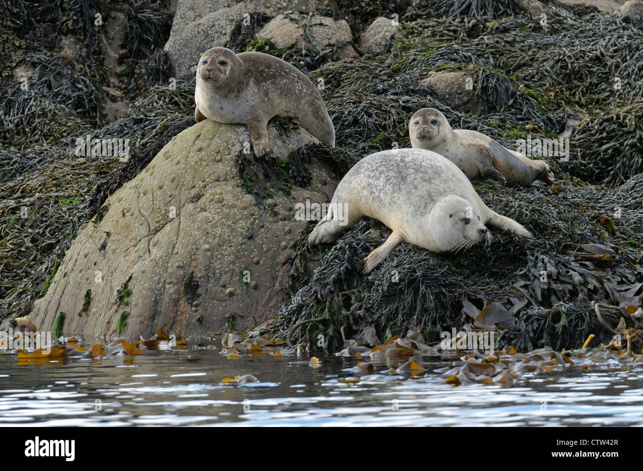 Group of common seals (Phoca vitulina) hauled out on rocky islet. Sound of Mull, Scotland. June. Stock Photo