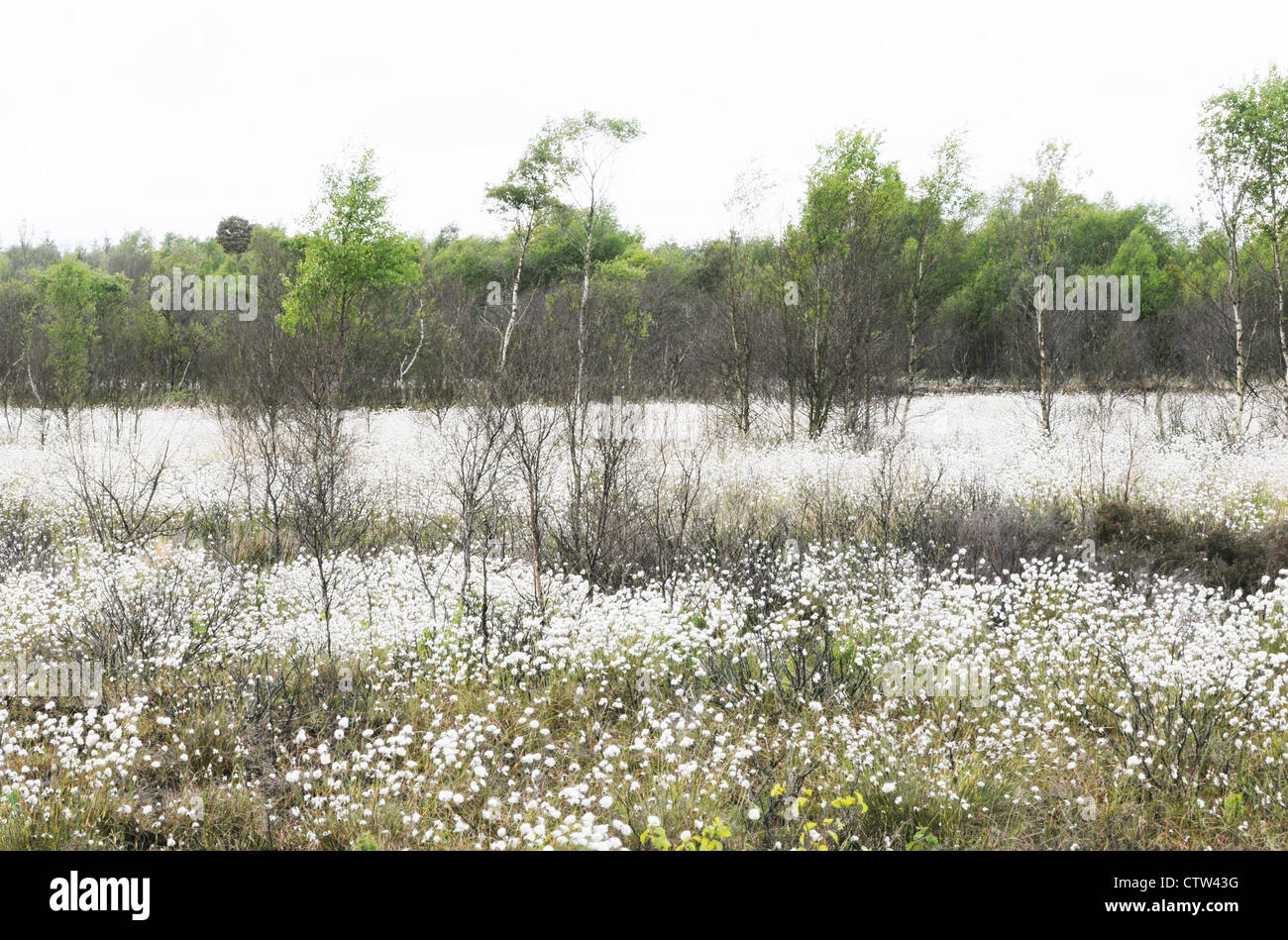 A carpet of white bog cotton growing among Birch trees on Emlagh bog, Kells, County Meath, Ireland Stock Photo