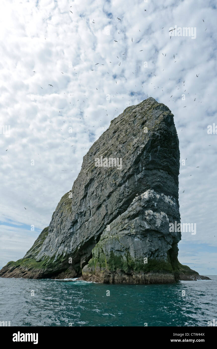 Stac Lee in the Saint KIlda archipelago, with nesting colony of northern gannets (Morus bassanus). Scotland. June. Stock Photo