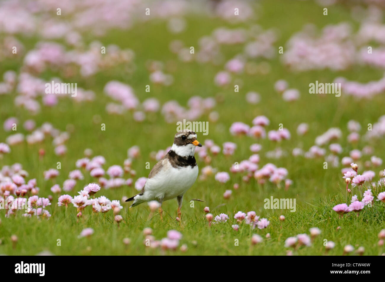 Ringed plover (Charadrius hiaticula) summer adult among thrift flowers. Shetland Isles. June. Stock Photo
