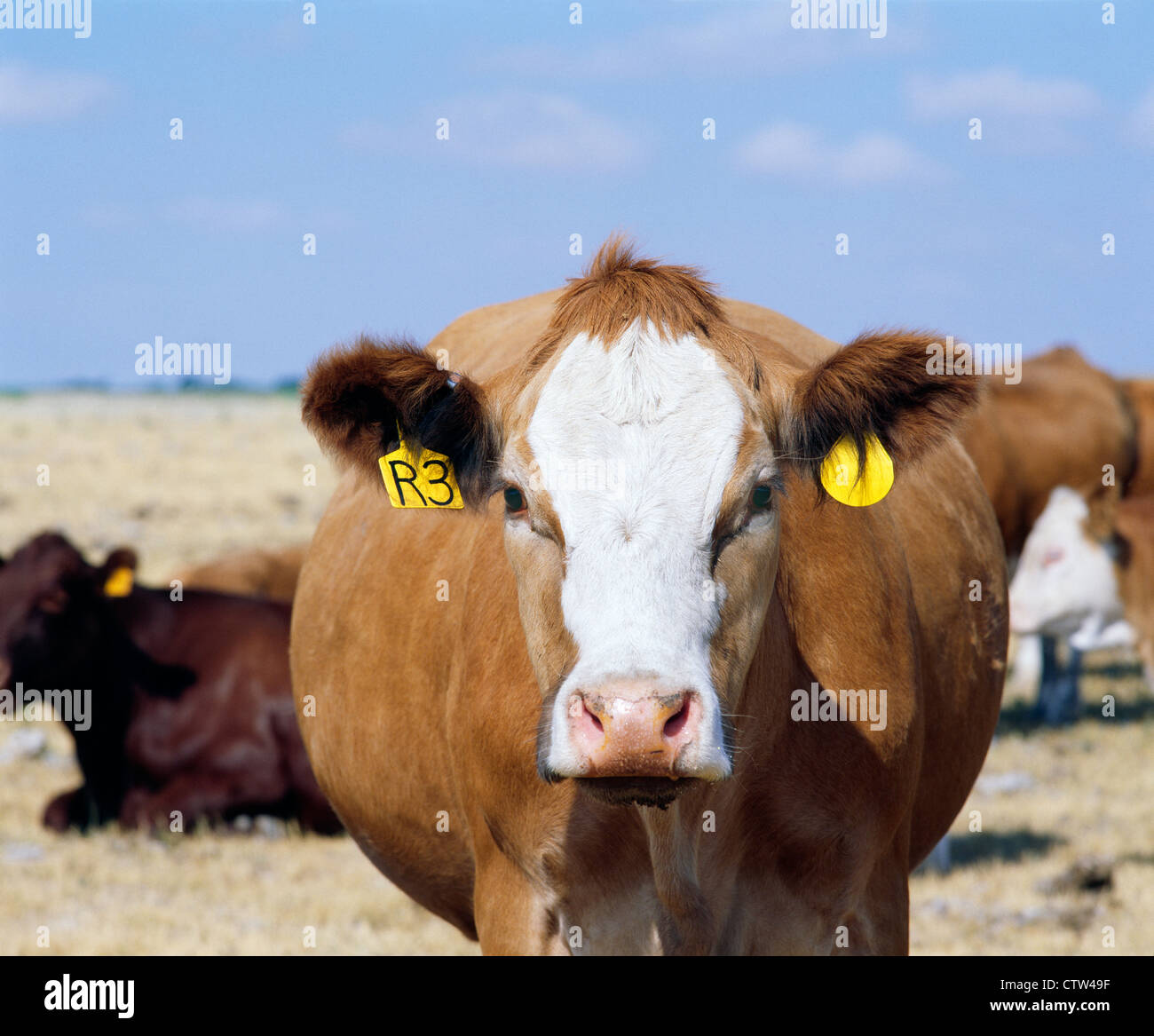 PREGNANT BEEF COW, MOSTLY SIMMENTAL Stock Photo Alamy