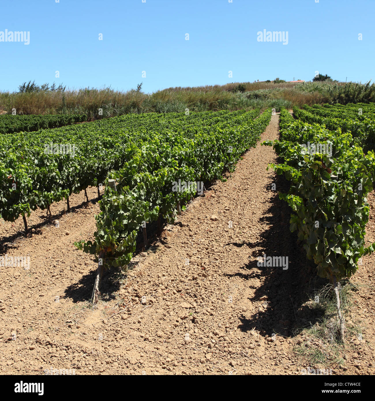 Vines grown on a vineyard in the Lisbon area of Portugal. Grapes for