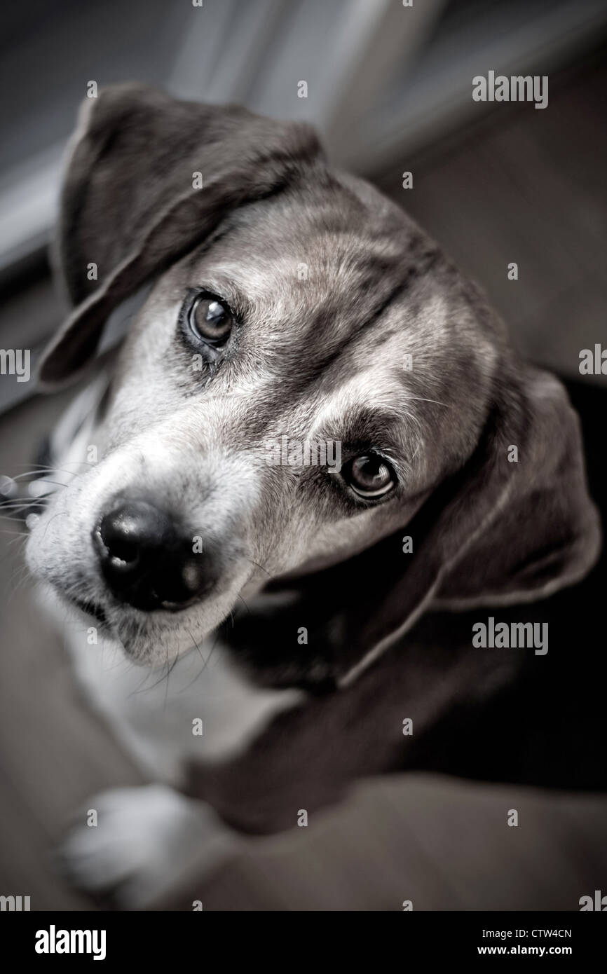 Cute beagle dog looking at the viewer with muted color. Shallow depth of field. Stock Photo