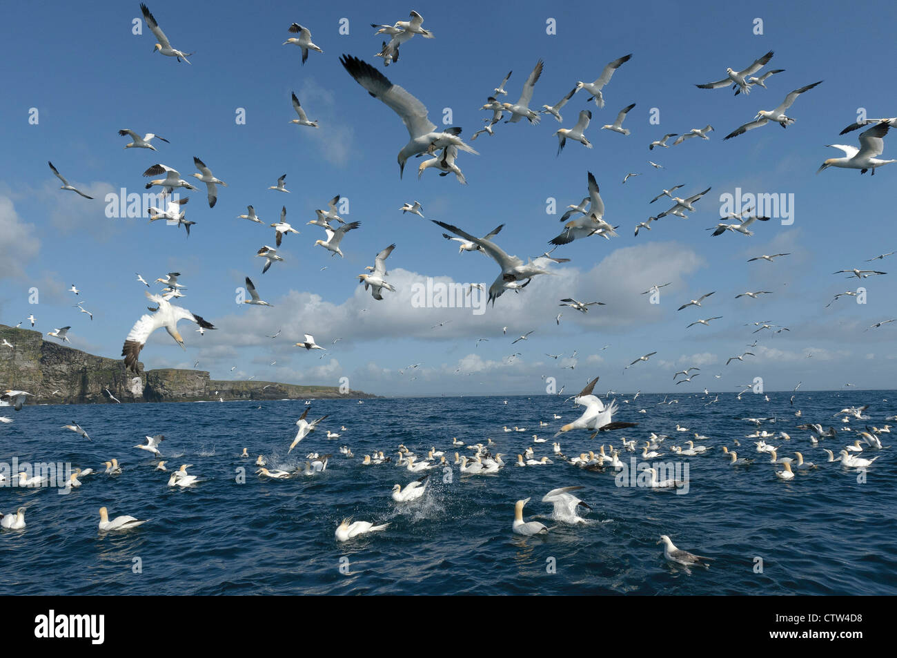 Feeding flock of northern gannets (Morus bassanus) near the isle of Noss national nature reserve in the Shetland Isles. Stock Photo