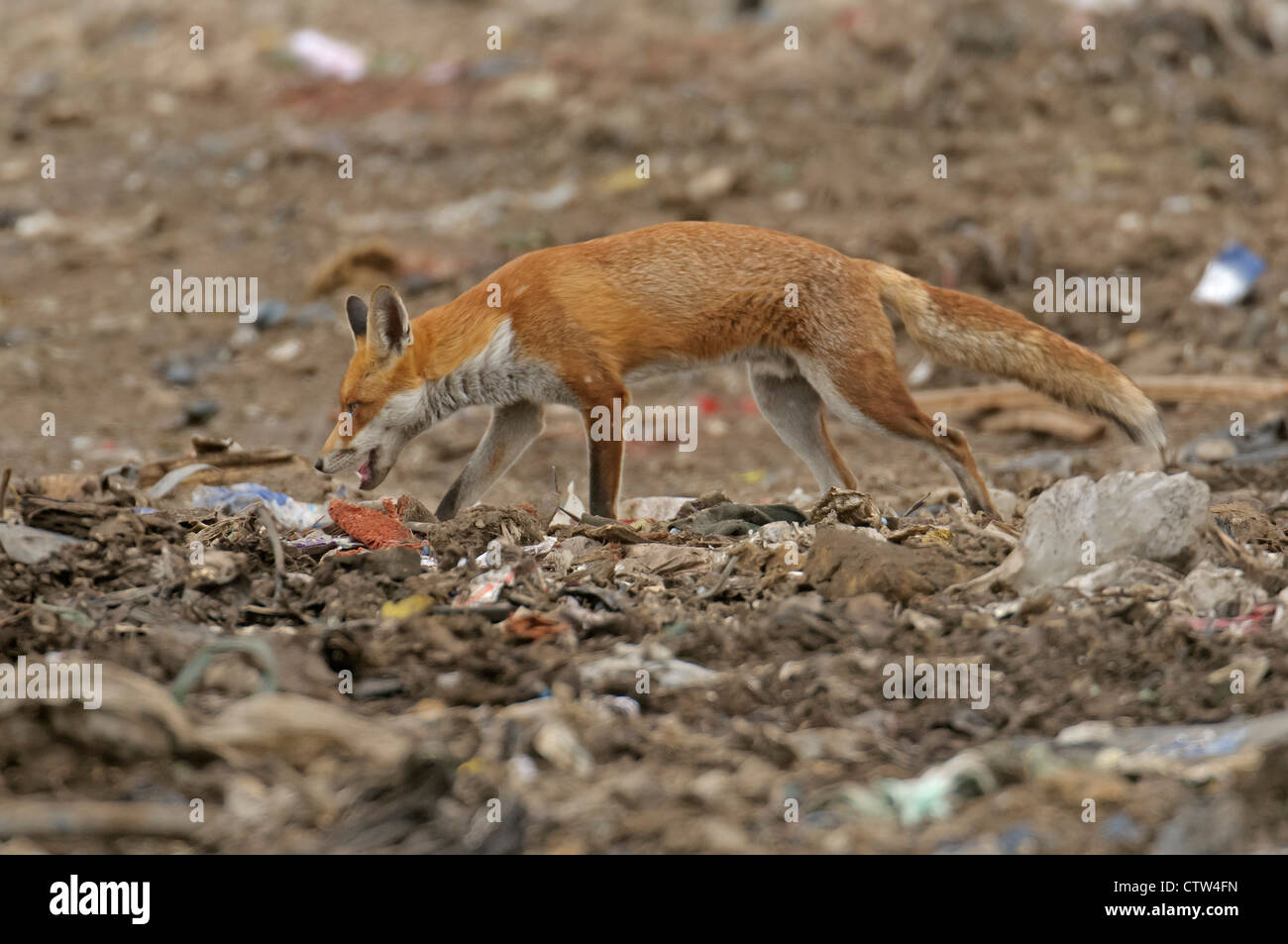 Red fox (Vulpes vulpes) scavenging at landfill site in Essex. August 2011. Stock Photo